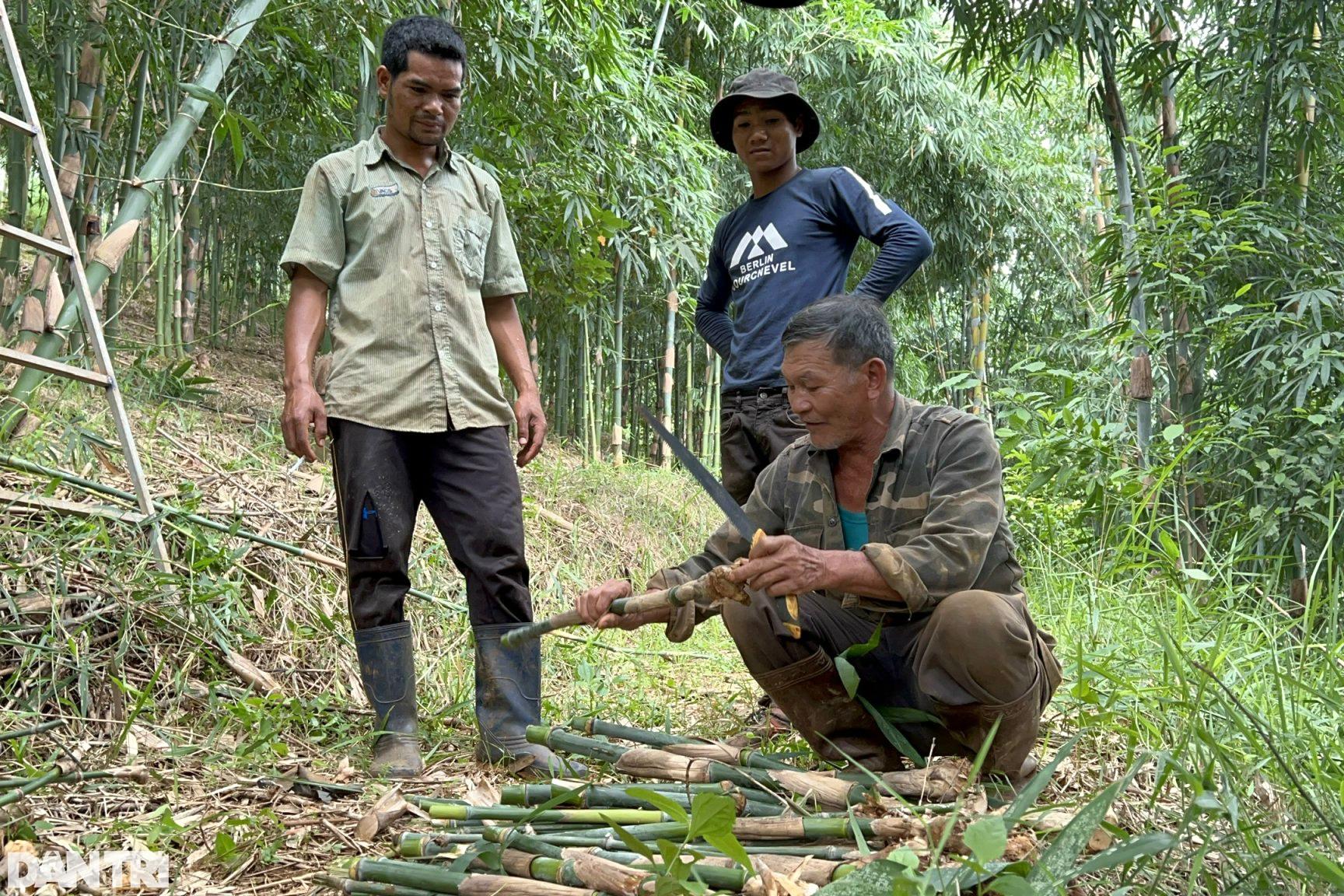 Nhờ vườn cây "trăm đốt" độc nhất vô nhị, vợ chồng lão nông cao nguyên tiền tỷ mỗi tháng - Ảnh 7.