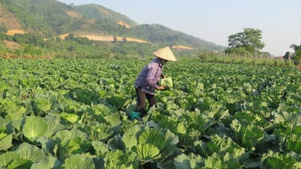 "Doi canh" cho phat trien nong nghiep hang hoa Lao Cai hinh anh 1