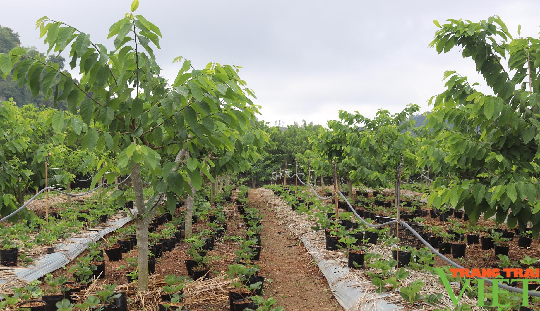 Cây na trên đất Mai Sơn giúp nông dân thành triệu phú - Ảnh 5.