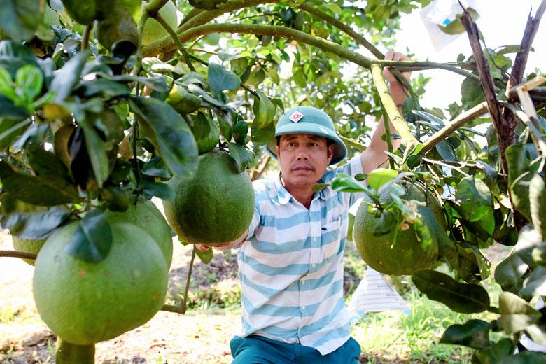 Để đủ điều kiện được cấp mã số vùng trồng, nông dân phải tuân thủ các quy định sản xuất an toàn, đặc biệt là phải ghi nhật ký sản xuất