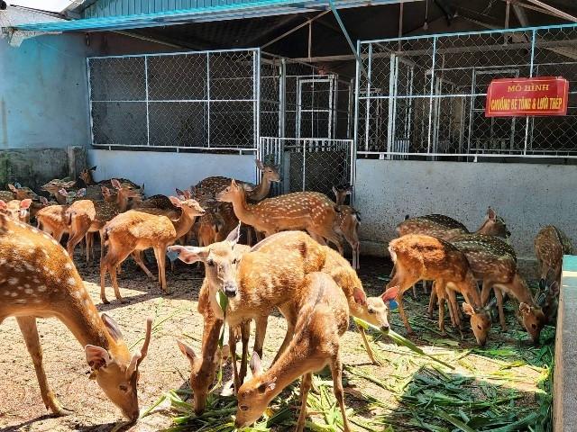 Hà Tĩnh: Trở thành ông chủ nhờ nuôi hươu