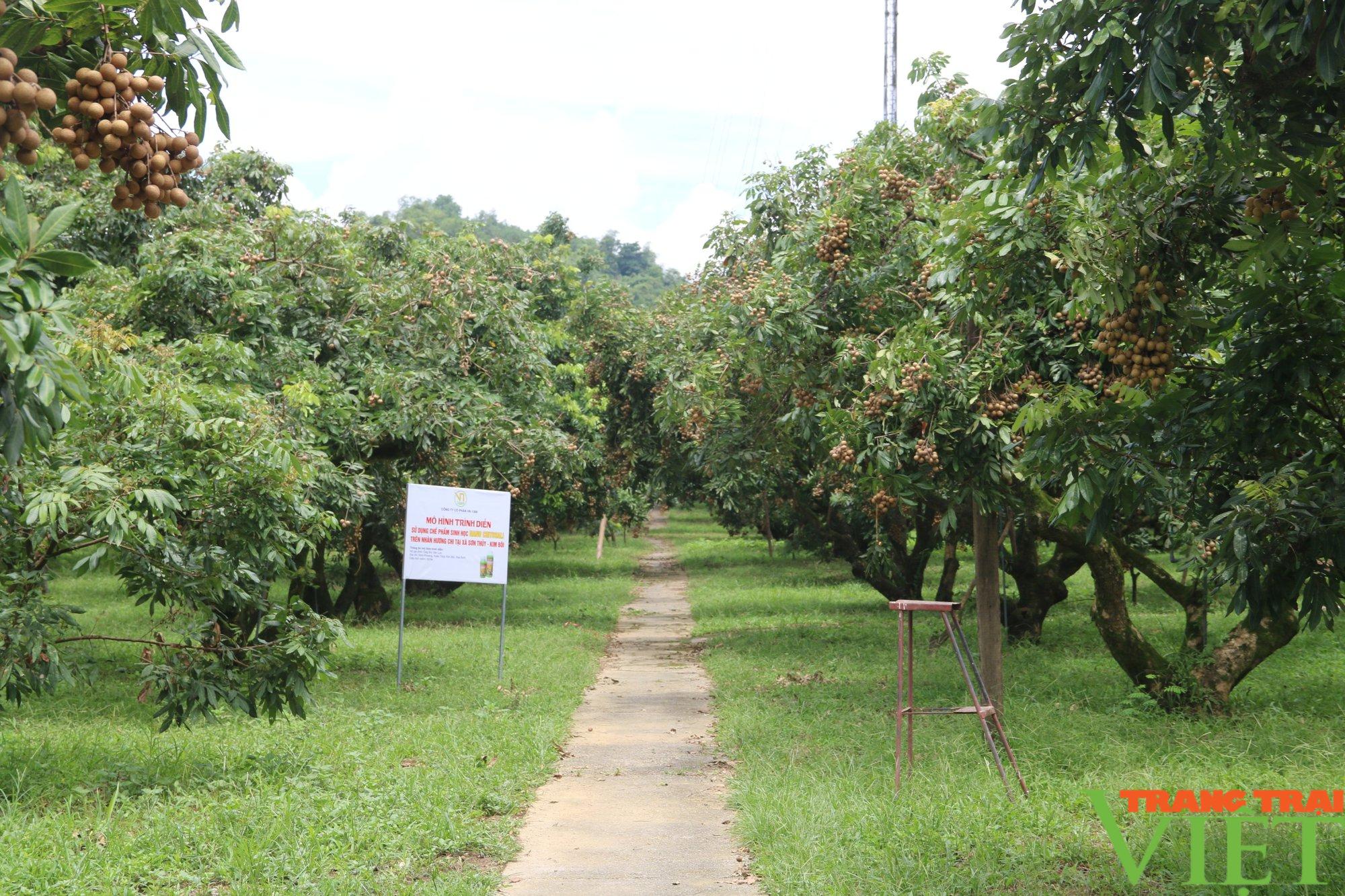 Nhãn Hương Chi Hòa Bình bay sang Châu Âu - Ảnh 1.