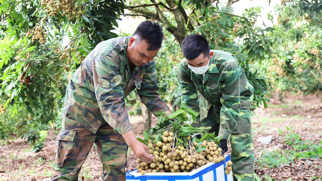 Yên Châu: Được mùa, nông dân trồng nhãn phấn khởi vào vụ thu hoạch - Ảnh 3.