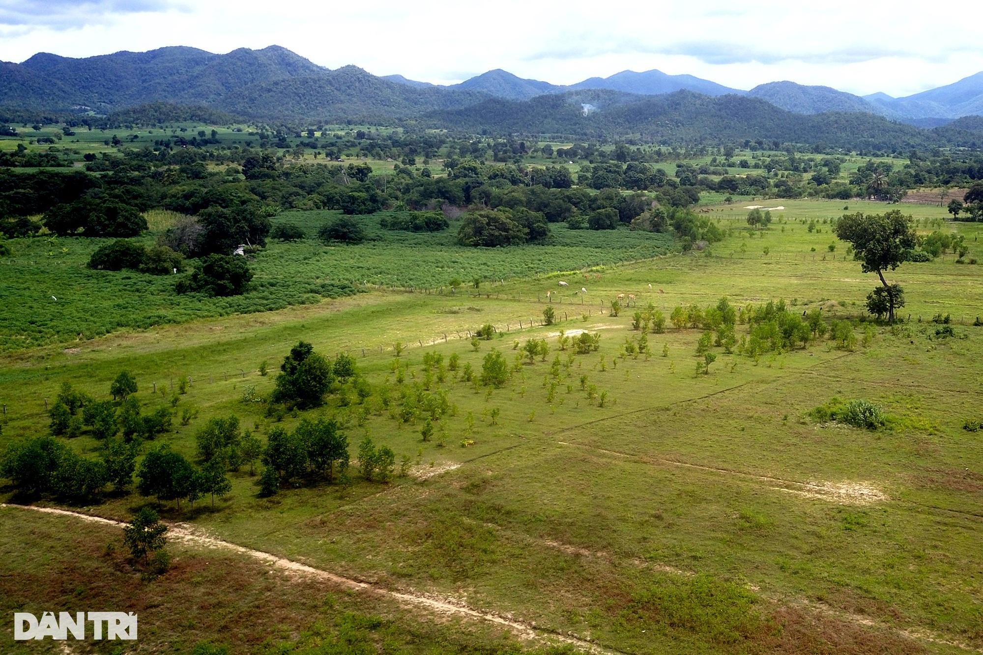 Nan giải bài toán trồng rừng: trồng 60ha, cây chết... 90% - Ảnh 2.