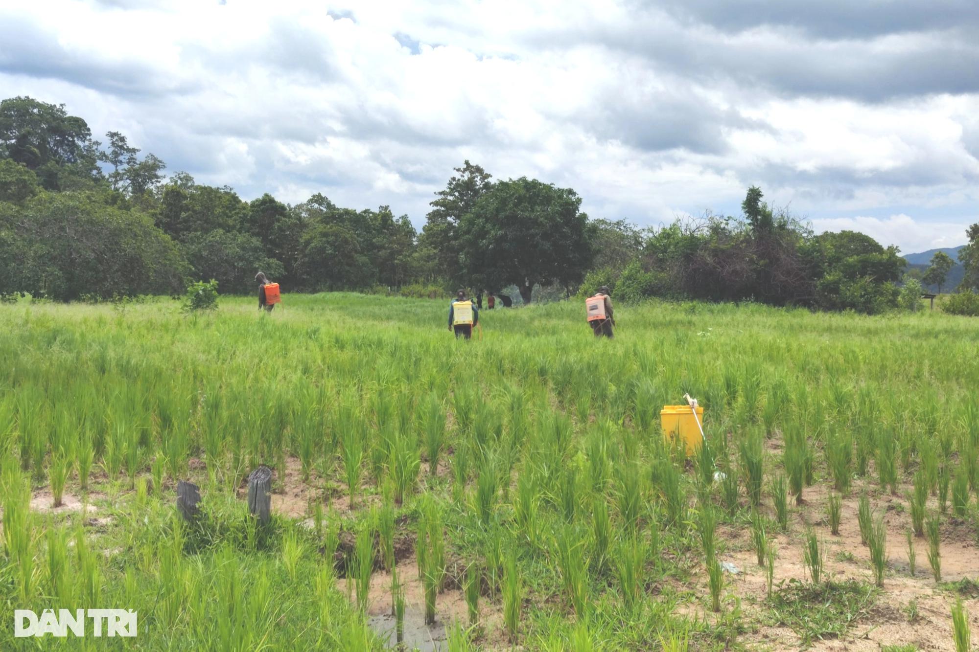 Nan giải bài toán trồng rừng: trồng 60ha, cây chết... 90% - Ảnh 4.