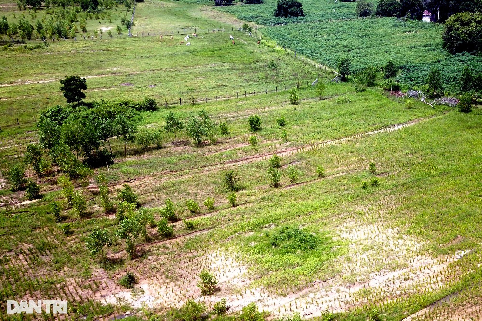 Nan giải bài toán trồng rừng: trồng 60ha, cây chết... 90% - Ảnh 1.