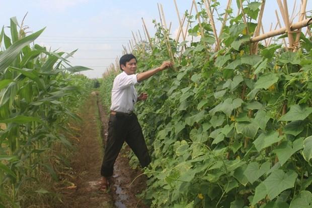 Tien phong chuyen doi mo hinh san xuat nong nghiep cho hieu qua kinh te cao o Bac Ninh hinh anh 1