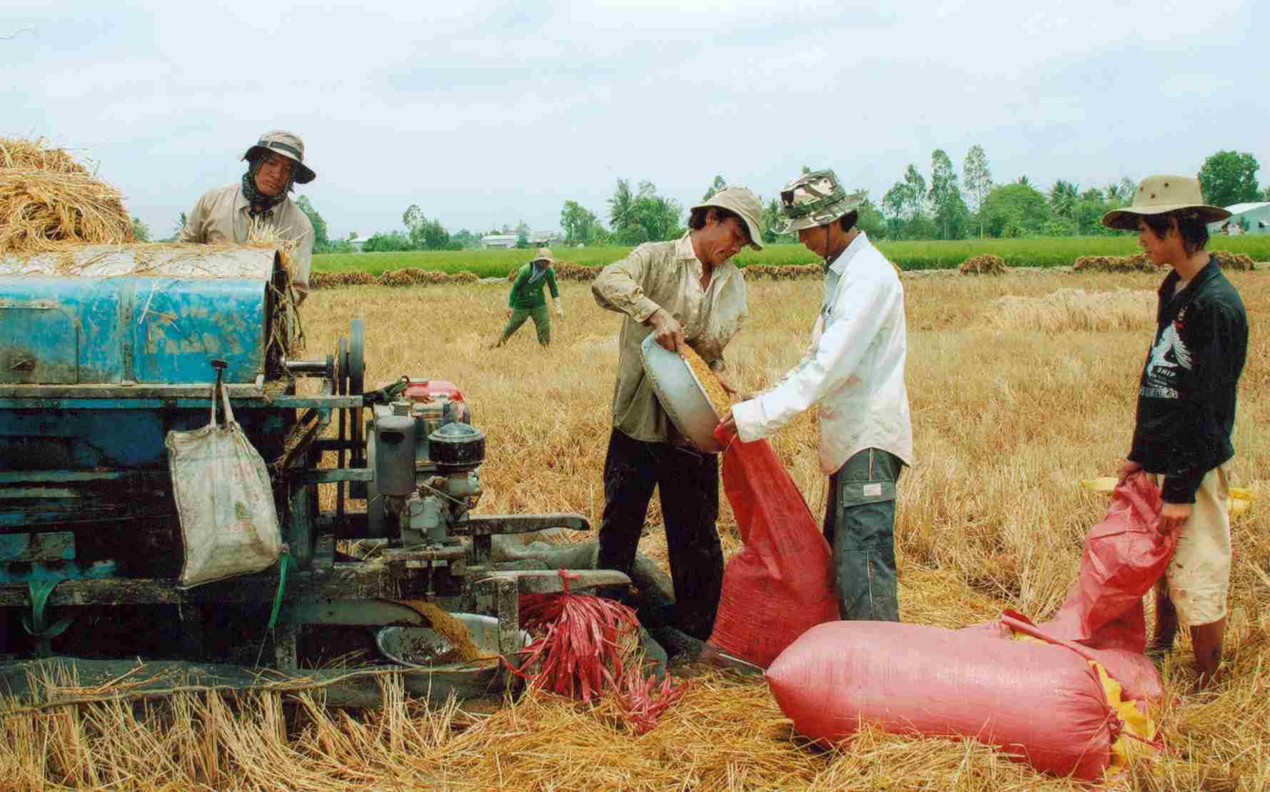 Giữ hay giảm diện tích đất trồng lúa ở ĐBSCL (Bài 7):  tích giảm giá lúa sẽ tăng, nông dân có lãi - Ảnh 3.