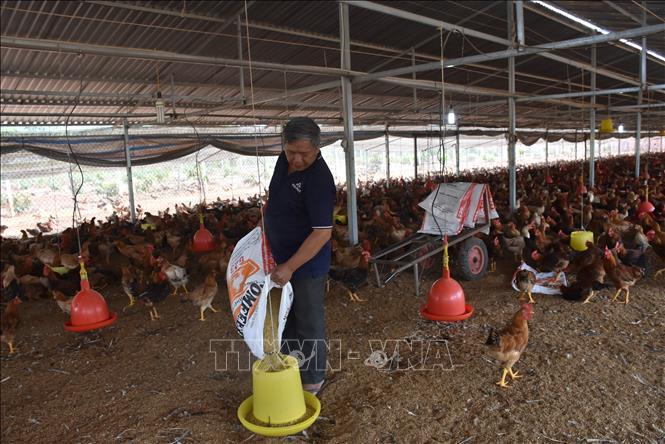 Chuẩn bị cho Tết Nguyên đán 2023: Nông dân dè dặt tăng đàn do giá thức ăn chăn nuôi tăng cao - Ảnh 1.