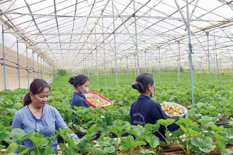 Dự kiến đến hết năm 2022, toàn tỉnh Lâm Đồng phát triển 64.900 ha nông nghiệp ứng dụng công nghệ cao