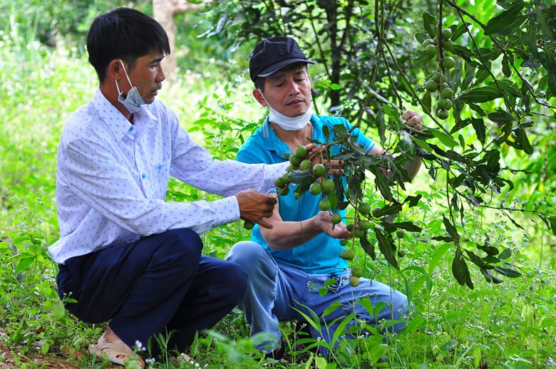 Cùng với cà phê, mắc ca đang là một trong những sản phẩm thế mạnh được huyện Di Linh phát triển và xây dựng thương hiệu