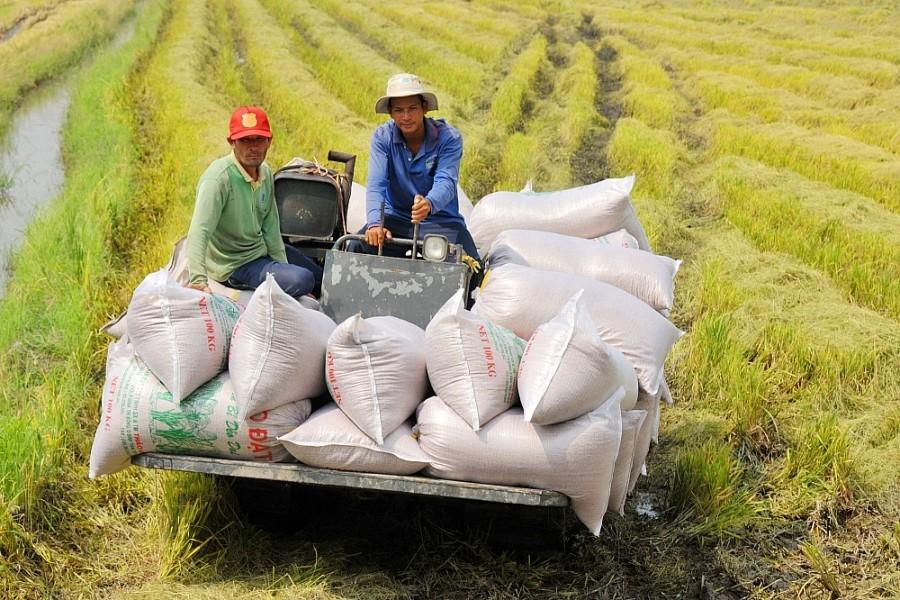 Ấn Độ hạn chế xuất khẩu gạo, cơ hội cho gạo Việt Nam? - Ảnh 2. Ấn Độ hạn chế xuất khẩu gạo, cơ hội cho gạo Việt Nam? - Ảnh 2.