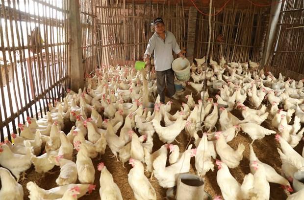 Ha Noi tap trung phat trien cac vung chan nuoi huu co hinh anh 1