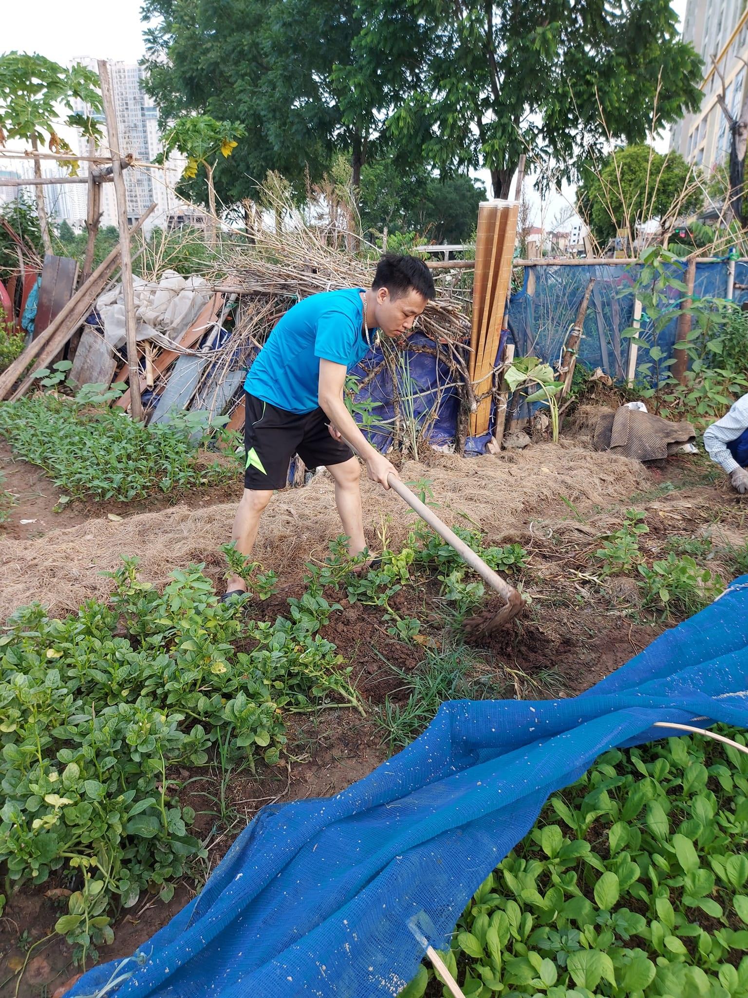 Ám ảnh rau bẩn, người Hà Nội thuê vườn, cải tạo đất hoang trồng rau sạch - Ảnh 1.