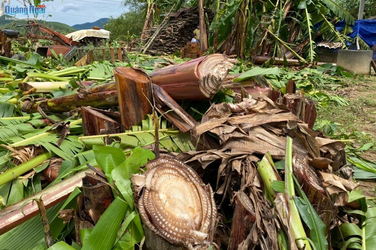 Người trồng chuối ngậm ngùi chặt bỏ vườn chuối.