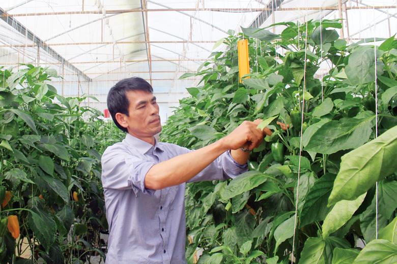 Ứng dụng công nghệ cao vào sản xuất tại HTX Dịch vụ nông nghiệp tổng hợp An Phú (Đức Trọng). Ảnh: Nhật Minh