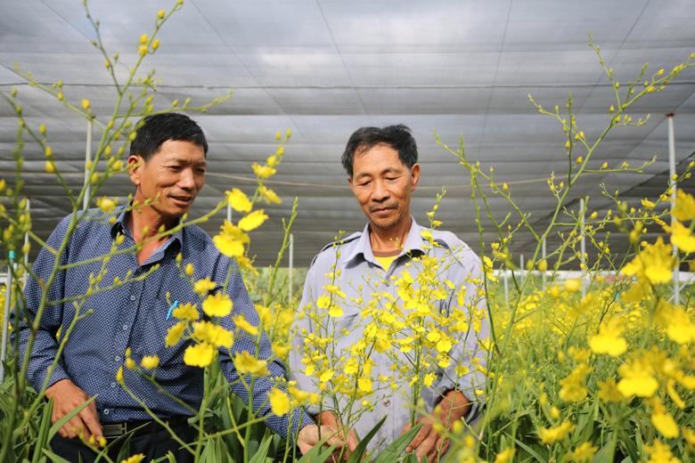 Nhờ liên kết sản xuất nên đầu ra của các mặt hàng nông sản khá ổn định, đem lại hiệu quả kinh tế cho người nông dân