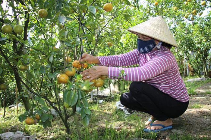 Các Tổ dịch vụ kỹ thuật nông nghiệp giúp nông dân nâng cao thu nhập, hướng đến mục tiêu sản xuất nông nghiệp theo hướng chuyên nghiệp