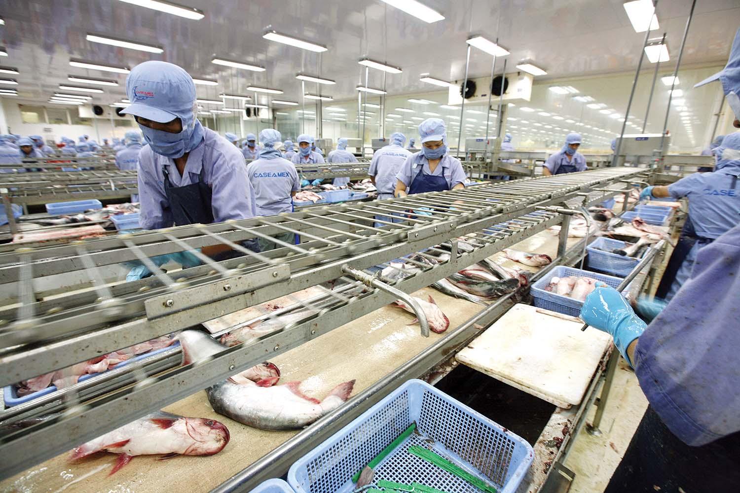 Xuất khẩu thủy sản tăng trưởng khả quan trong những tháng gần đây. Trong ảnh: Chế biến hàng xuất khẩu tại CTCP Xuất nhập khẩu thủy sản Cần Thơ  Ảnh: đ.t
