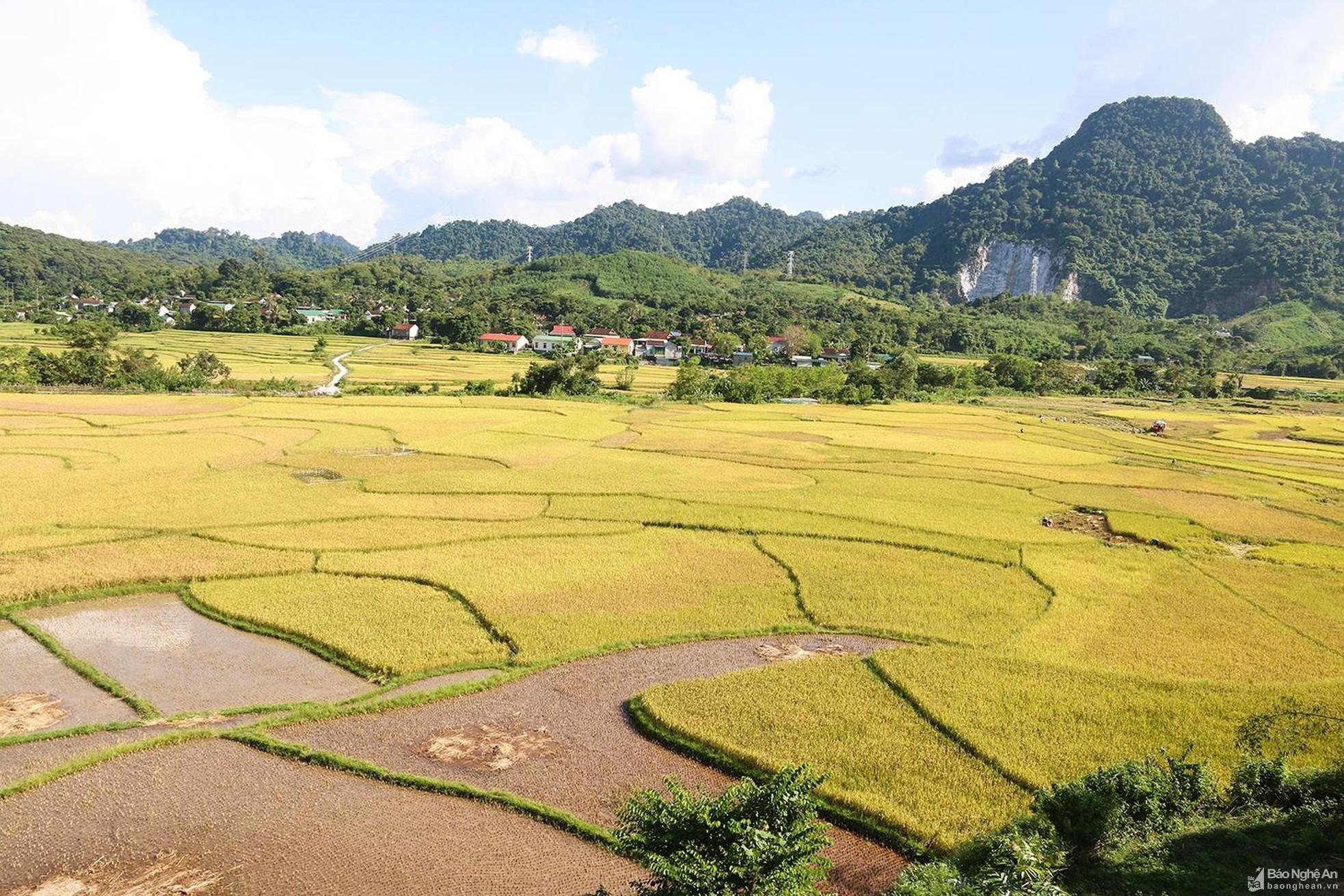 Nông dân Tương Dương 'cướp nắng' thu hoạch lúa ảnh 9