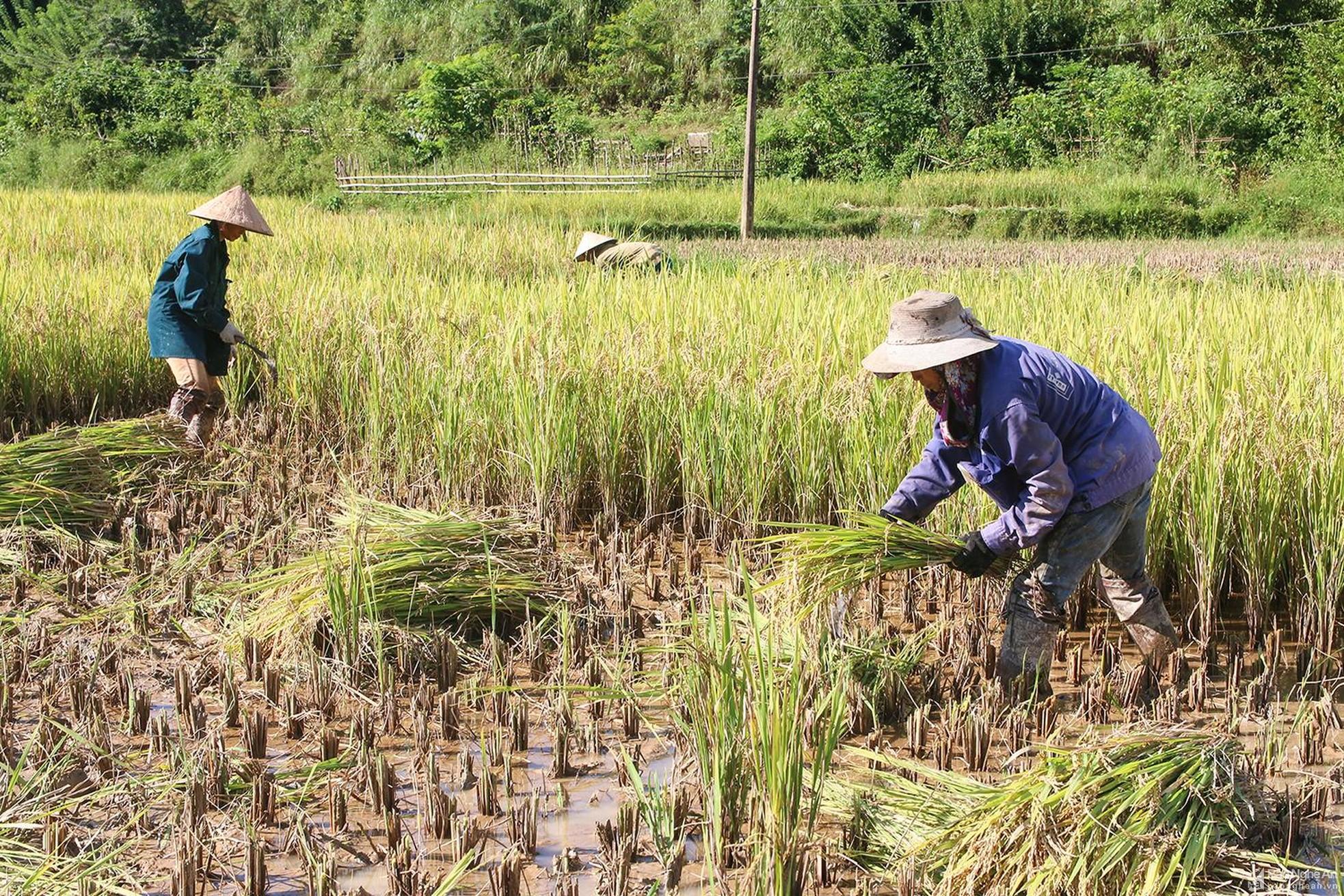 Nông dân Tương Dương 'cướp nắng' thu hoạch lúa ảnh 2