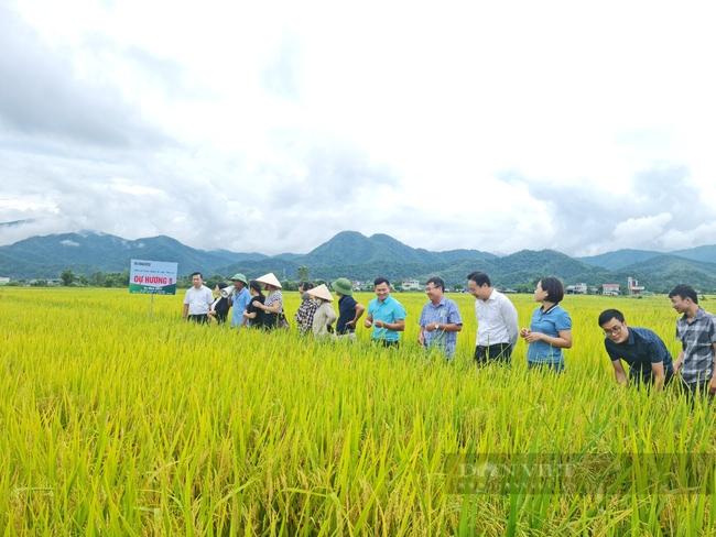 Áp dụng kỹ thuật, “lên đời” hạt gạo Mường Thanh  - Ảnh 1.