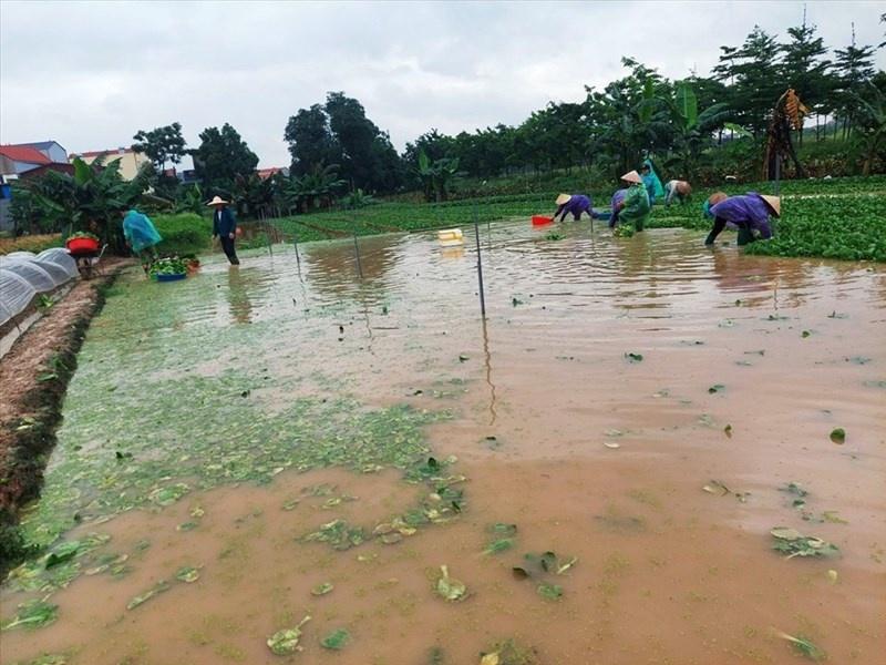 Bảo hiểm nông nghiệp: Bàn nhiều nhưng vẫn rất xa vời - Ảnh 1.