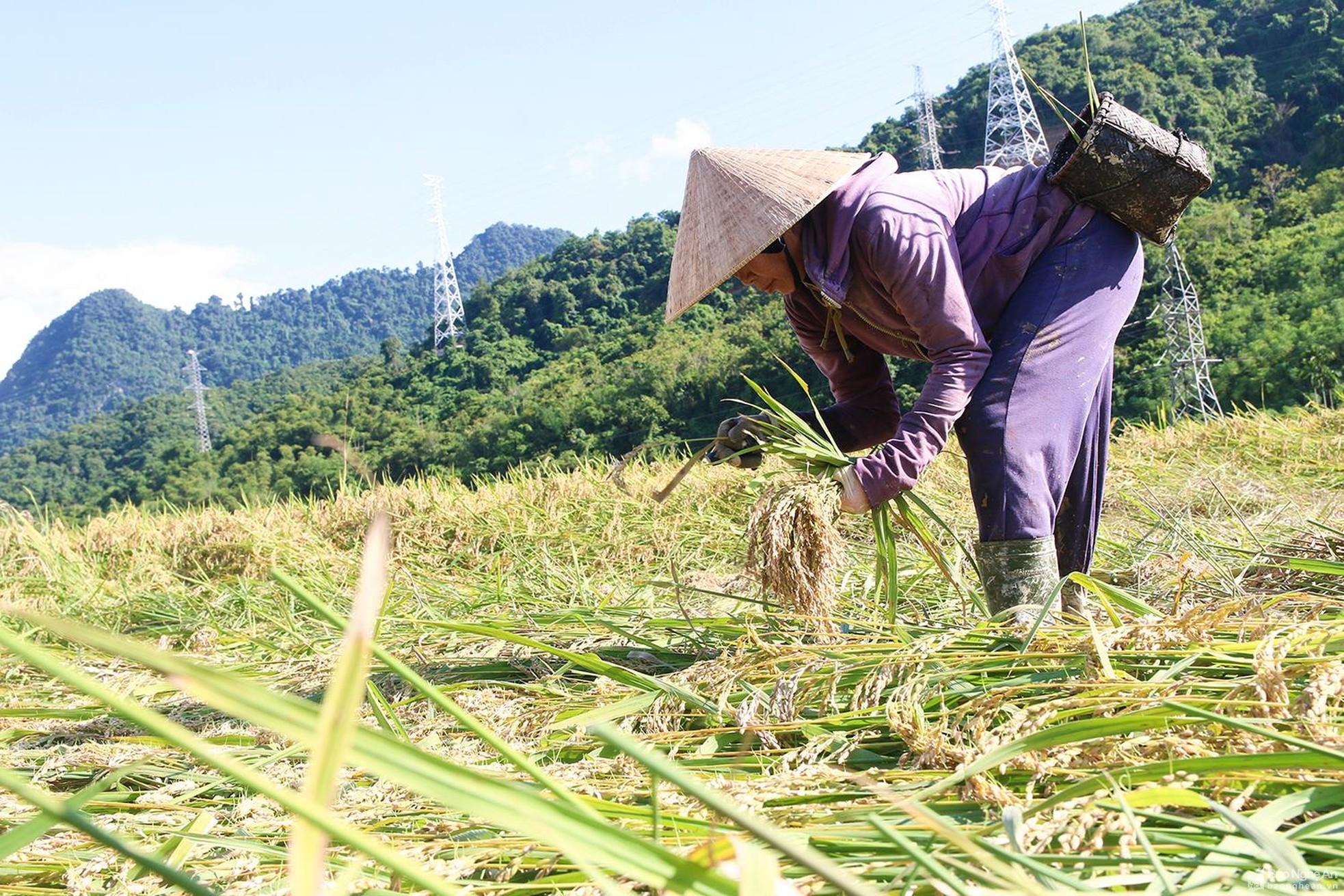 Nông dân Tương Dương 'cướp nắng' thu hoạch lúa ảnh 4