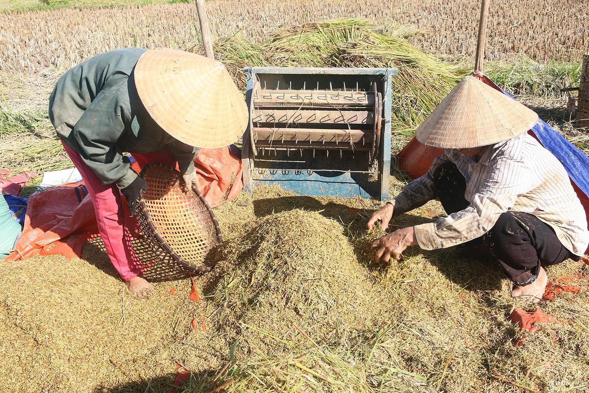 Nông dân Tương Dương 'cướp nắng' thu hoạch lúa ảnh 6