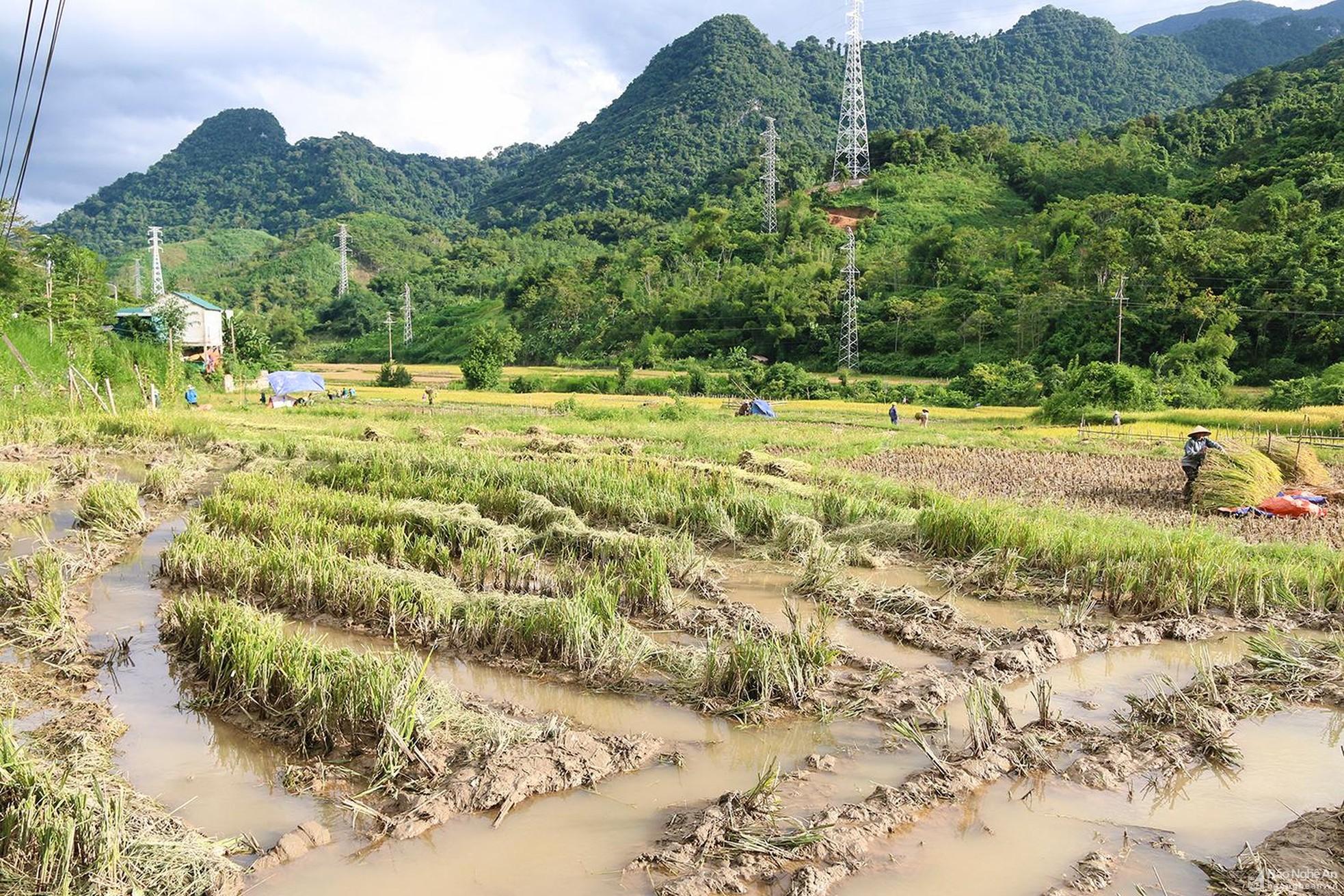 Nông dân Tương Dương 'cướp nắng' thu hoạch lúa ảnh 1