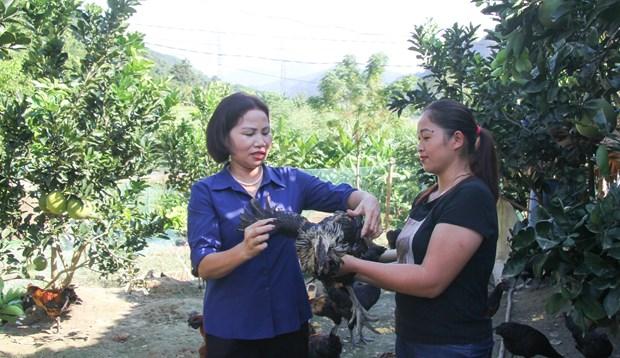 Chan nuoi giong ga dac san ban dia giup dong bao vung cao Ha Giang tang thu nhap hinh anh 1