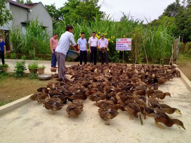 Thay đổi tập quán chăn nuôi vịt đem lại hiệu quả kinh tế cao cho bà con - Ảnh 1.