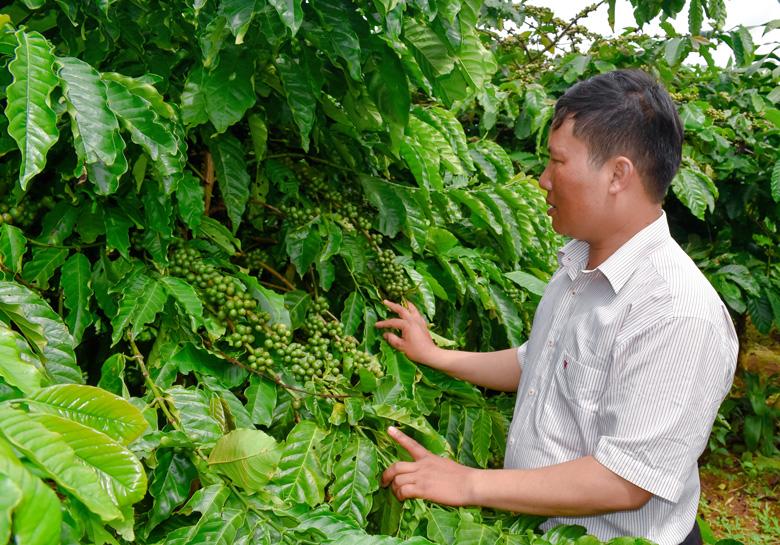 Toàn tỉnh Lâm Đồng đã tái canh, cải tạo 45.000 ha cà phê đạt năng suất và giá trị cao