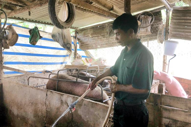 Anh K’Tiêu đang chăm sóc bầy heo nái