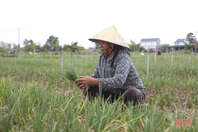 Hà Tĩnh: Giá hành lá tăng 3 - 4 lần, nông dân “người vui, kẻ tiếc” - Ảnh 3.