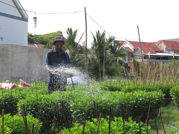 Lang hoa cuc Ninh Giang tat bat chuan bi vao vu Tet hinh anh 2