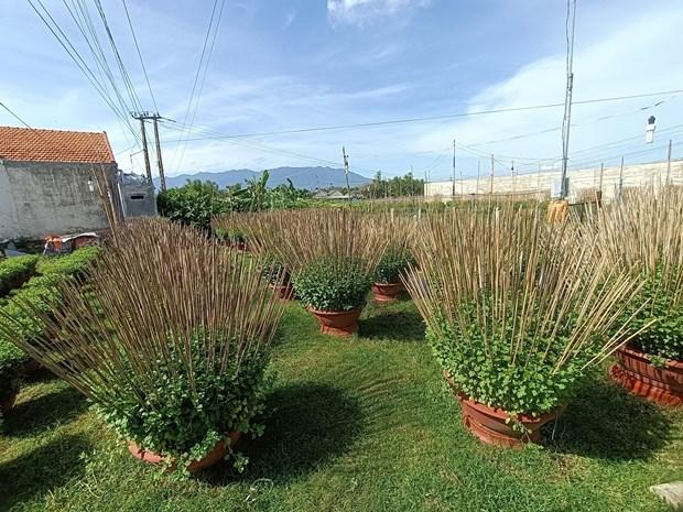 Lang hoa cuc Ninh Giang tat bat chuan bi vao vu Tet hinh anh 3