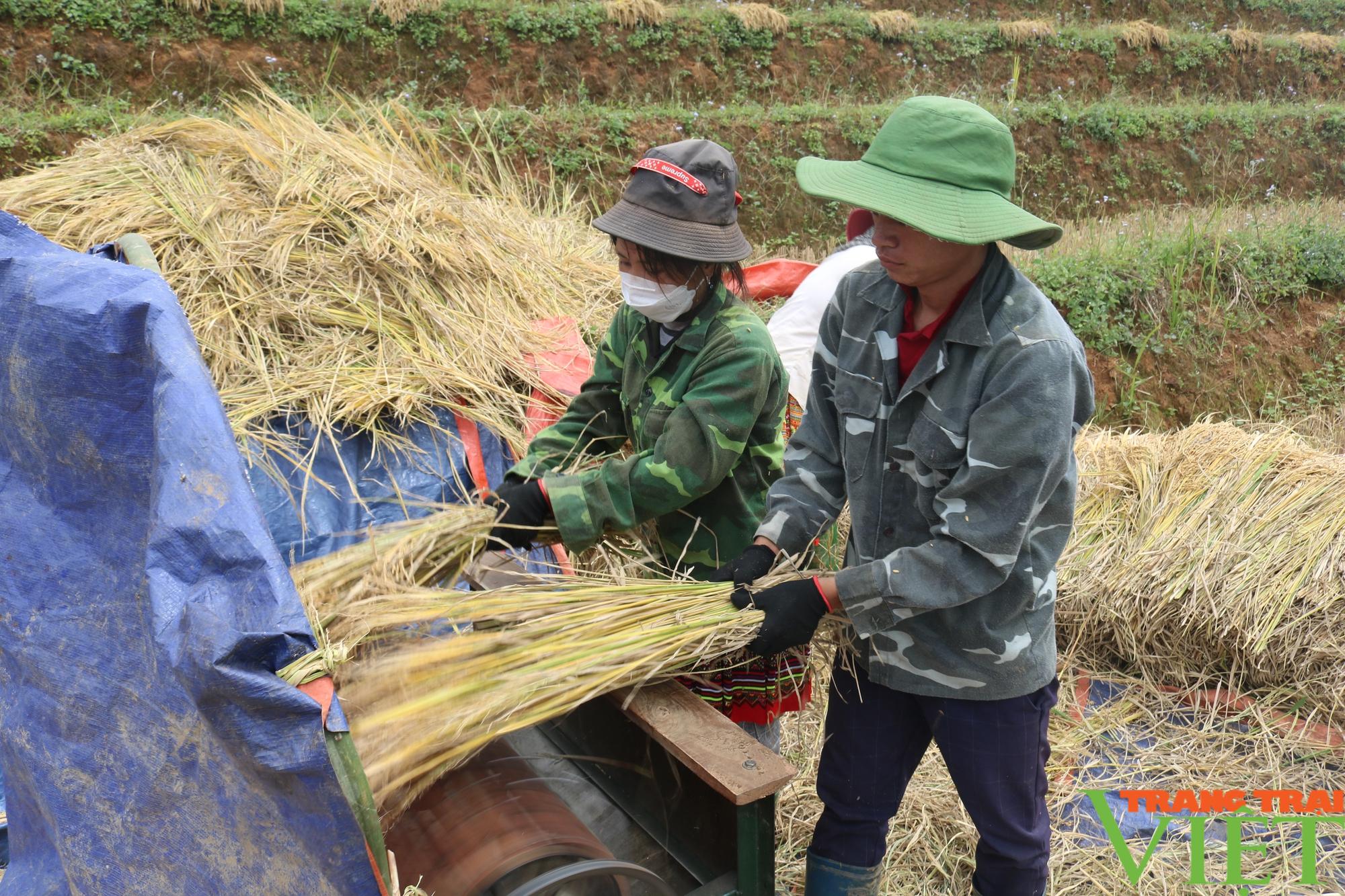 Vùng cao Sơn La chủ động phòng, chống đói rét cho đàn gia súc - Ảnh 4.