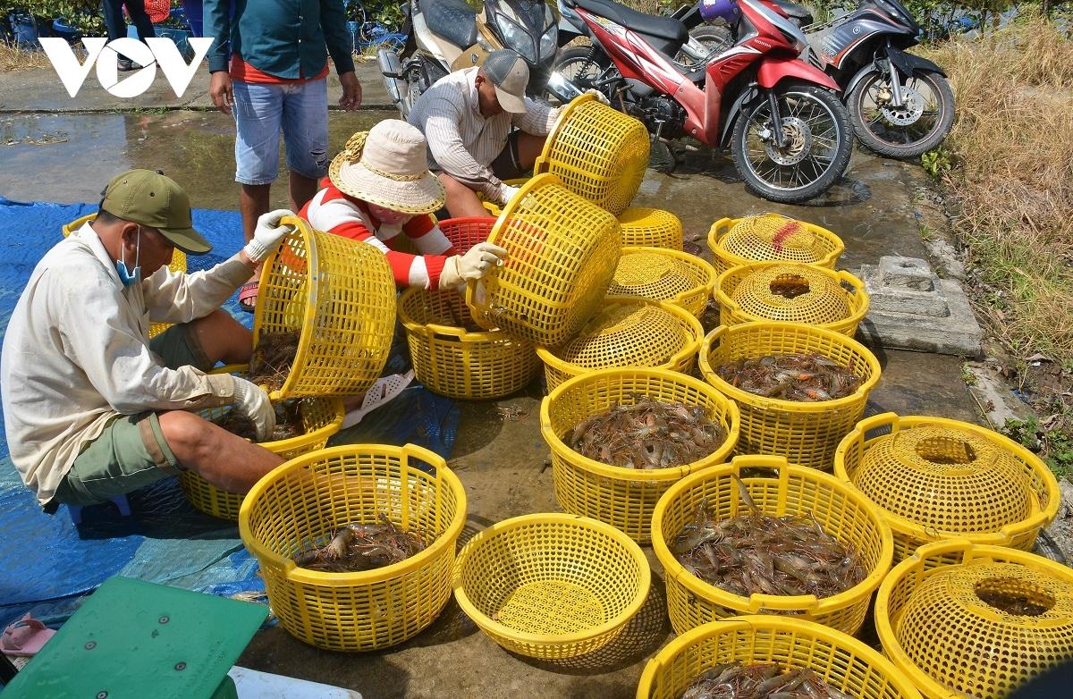 Cà Mau: Nông dân huyện U Minh được vụ mùa tôm càng xanh - Ảnh 1.