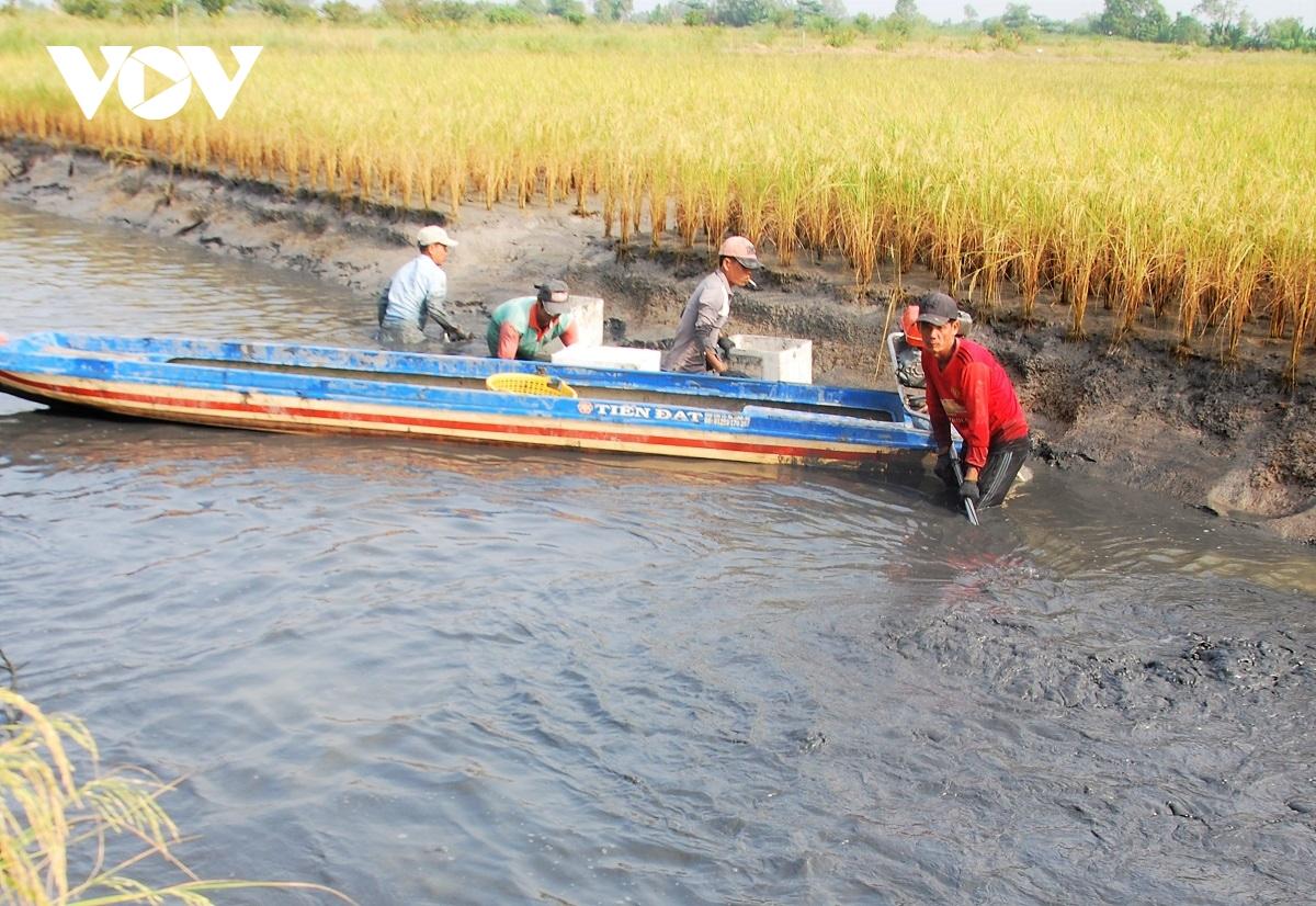 Cà Mau: Nông dân huyện U Minh được vụ mùa tôm càng xanh - Ảnh 2.