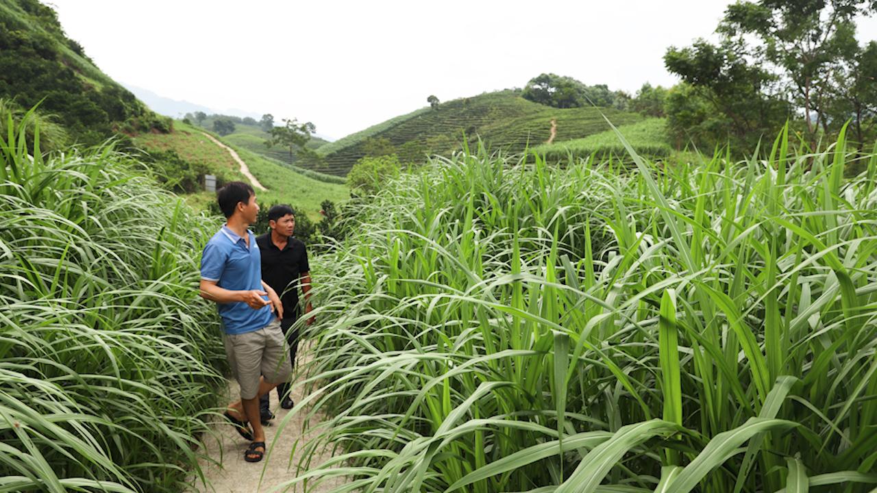 Trồng cỏ nuôi bò, giúp nông dân vùng cao có thu nhập - Ảnh 4.