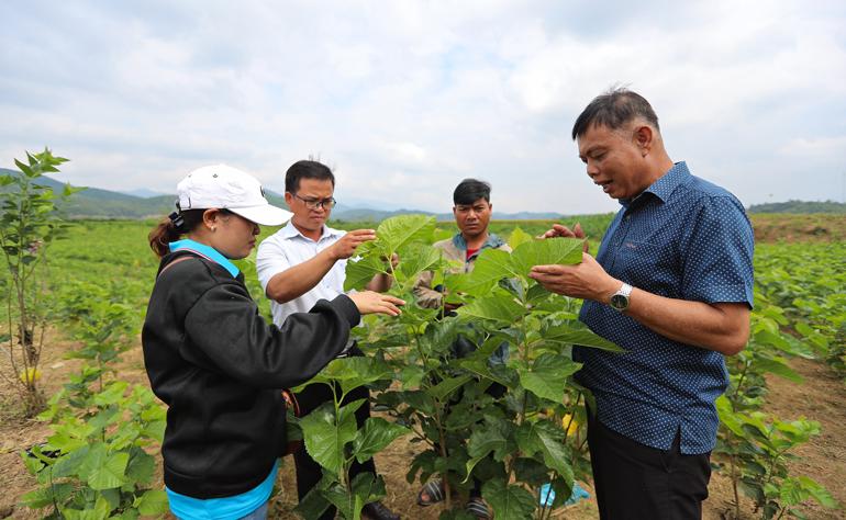 Cán bộ ngành Nông nghiệp, lãnh đạo xã Đạ M’rông hướng dẫn kỹ thuật trồng dâu cho bà con đồng bào dân tộc thiểu số địa phương