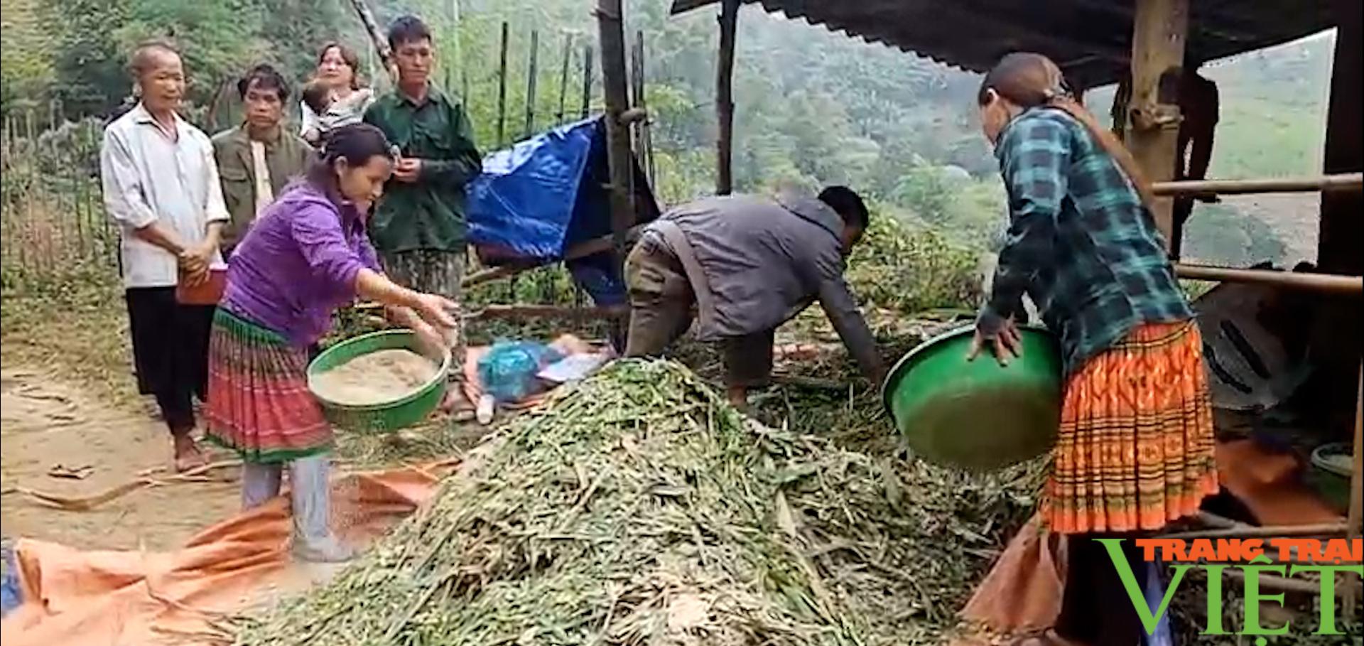 Nuôi trâu, bò nhốt chuồng, nông dân Sơn La có "Của ăn, của để" - Ảnh 6.