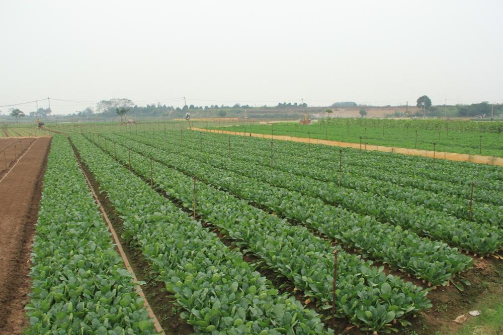 Nông dân huyện Mê Linh tích cực xuống đồng sản xuất đầu năm