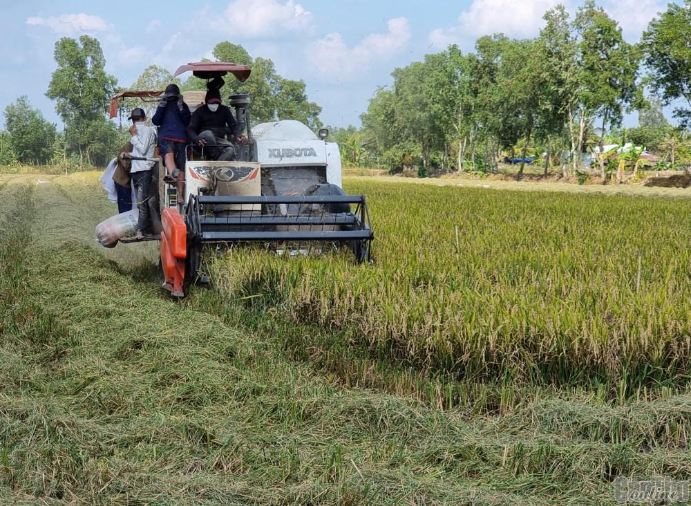 Lúa đông xuân tại quận Ô Môn được thu hoạch bằng máy gặt đập liên hợp. Ảnh: K.T