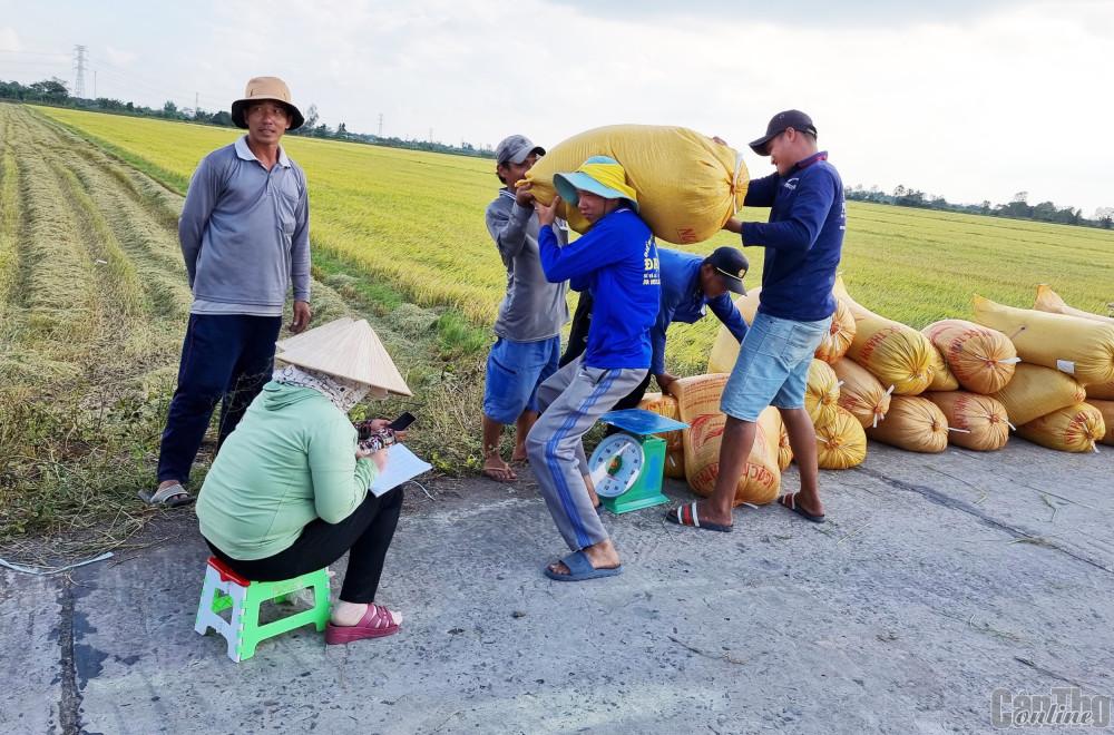 Thương lái thu mua lúa của nông dân tại phường Tân Hưng, quận Thốt Nốt.