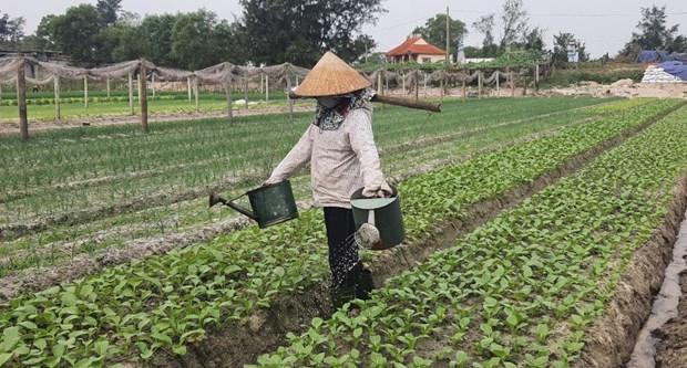Quang Binh phat trien mo hinh trong rau huu co hinh anh 2
