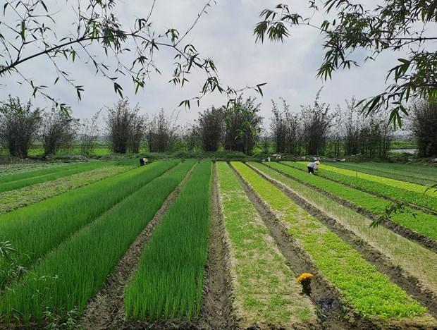 Quang Binh phat trien mo hinh trong rau huu co hinh anh 1