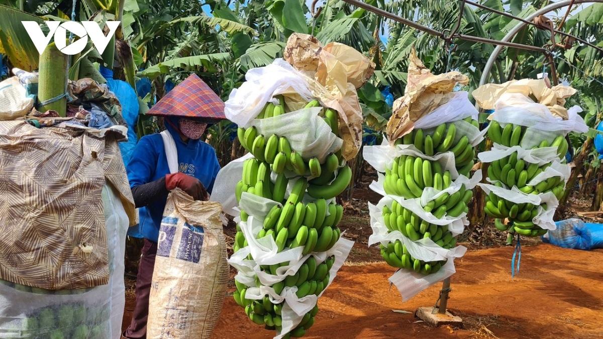 Sớm đăng ký mã vùng trồng, nhiều nông sản Gia Lai xuất khẩu chính ngạch - Ảnh 1.