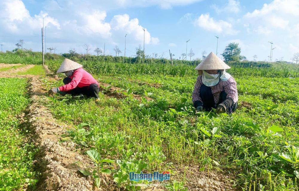 Người trồng rau ở xã Nghĩa Hà (TP.Quảng Ngãi) đang làm cỏ, cải tạo lại đất để trồng vụ mới.